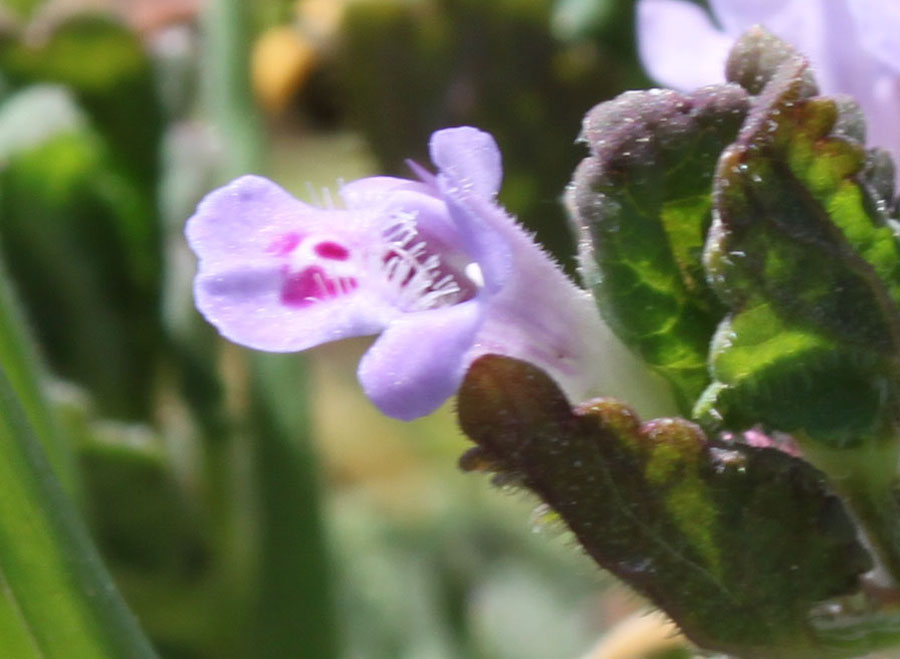 Glechoma hederacea L.